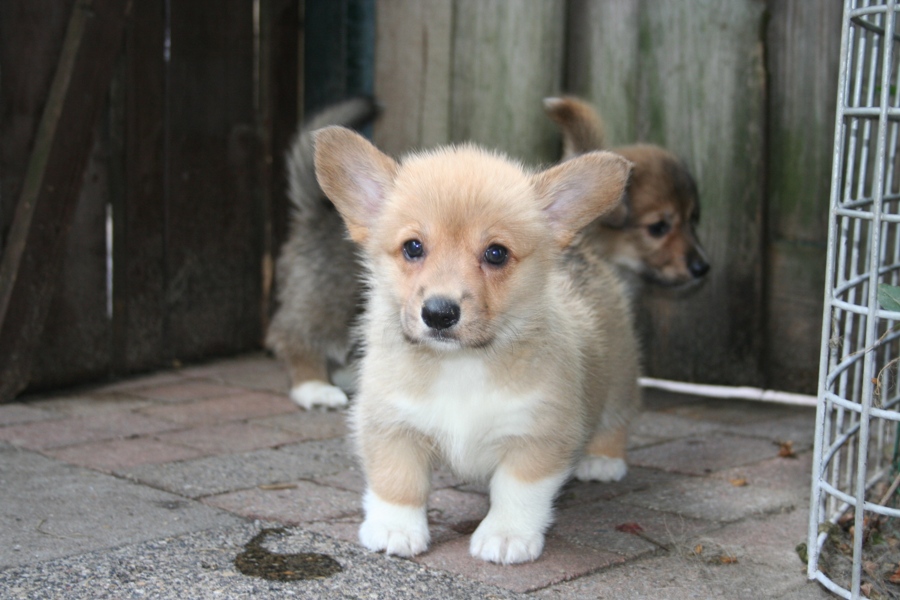 Puppies